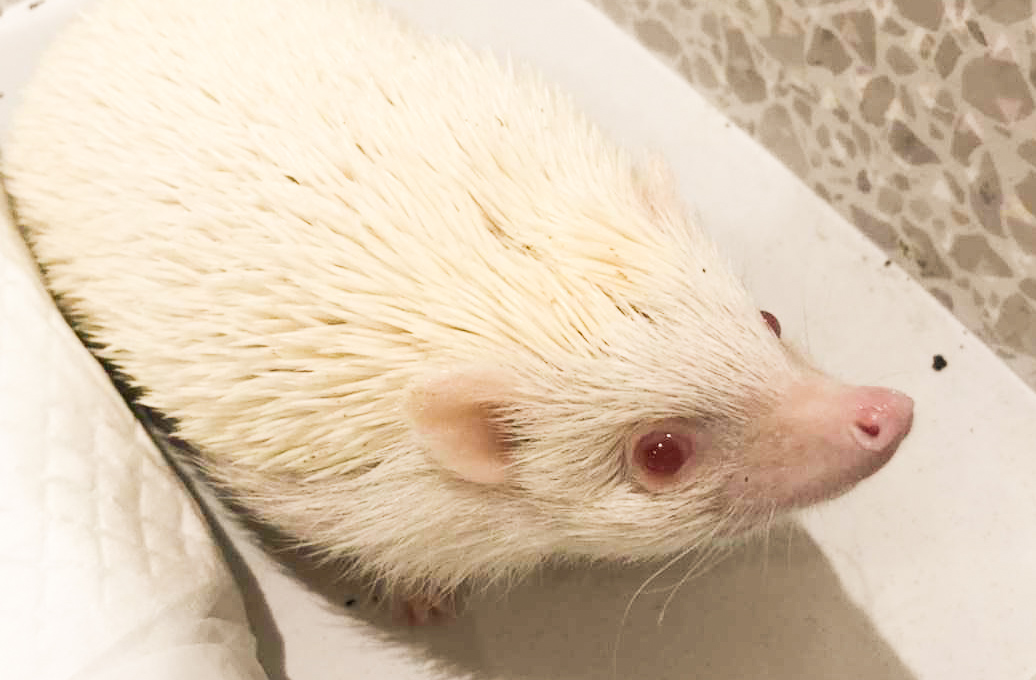 【インターシップ生Ｎの突撃レポ その①】　 博多の中心でハローハリネズミ！新型癒し系カフェ『sumoa』