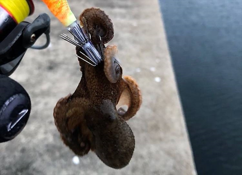 【連載コラム】テトラの果てまでいってFISH!!～秋イカどこにイるカ～#6　イカ？じゃないねえ