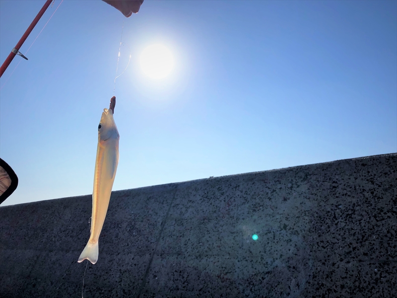 今年最後の【連載コラム】テトラの果てまでいってFISH!!～爆風の松原海岸～浜玉漁港～#10
