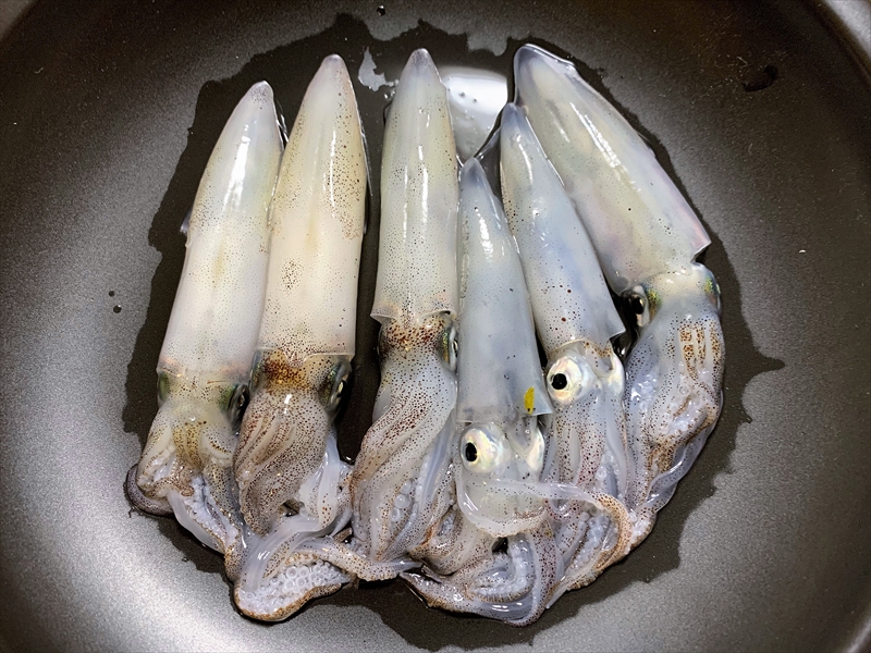 【連載コラム】テトラの果てまでいってFISH!!～大都会の真ん中で！かもめ公園～#9