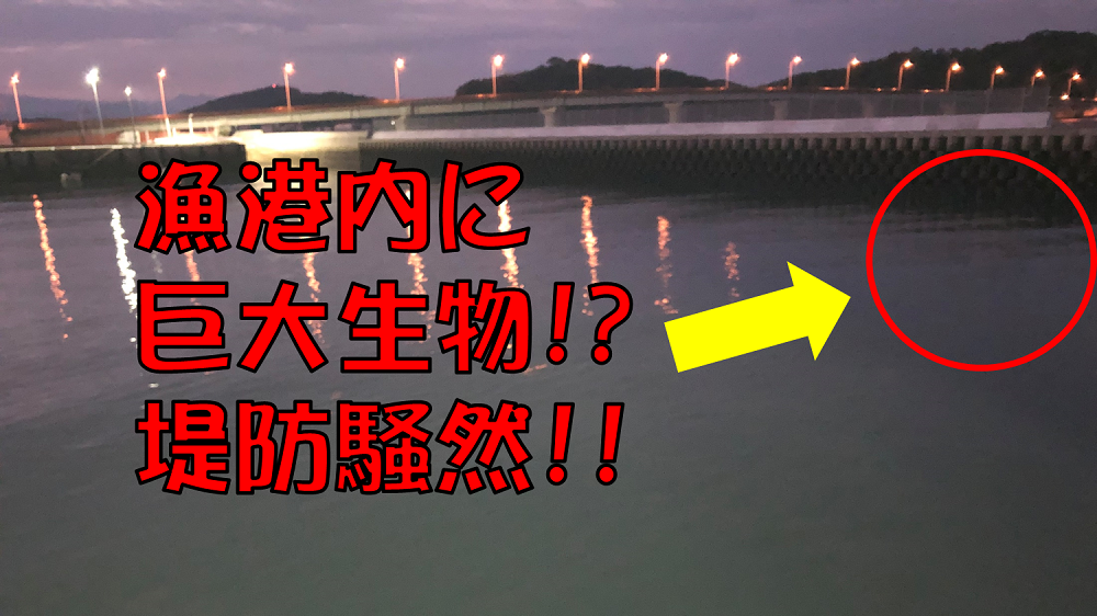 【連載コラム】テトラの果てまでいってFISH!!～秋イカどこにイるカ～#7　驚！イるカいタよ？
