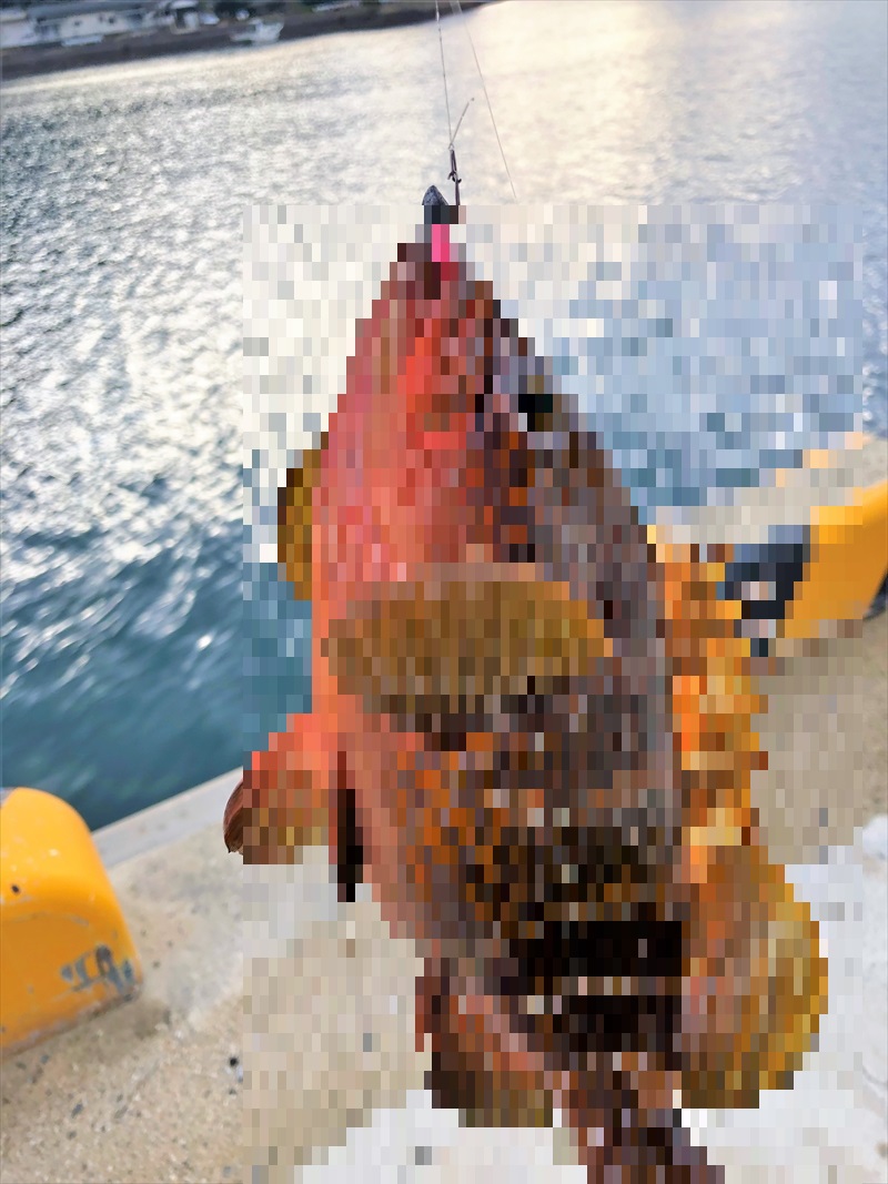 【連載コラム】テトラの果てまでいってFISH!!～小佐々町臼ノ浦で、マボロシ～#12