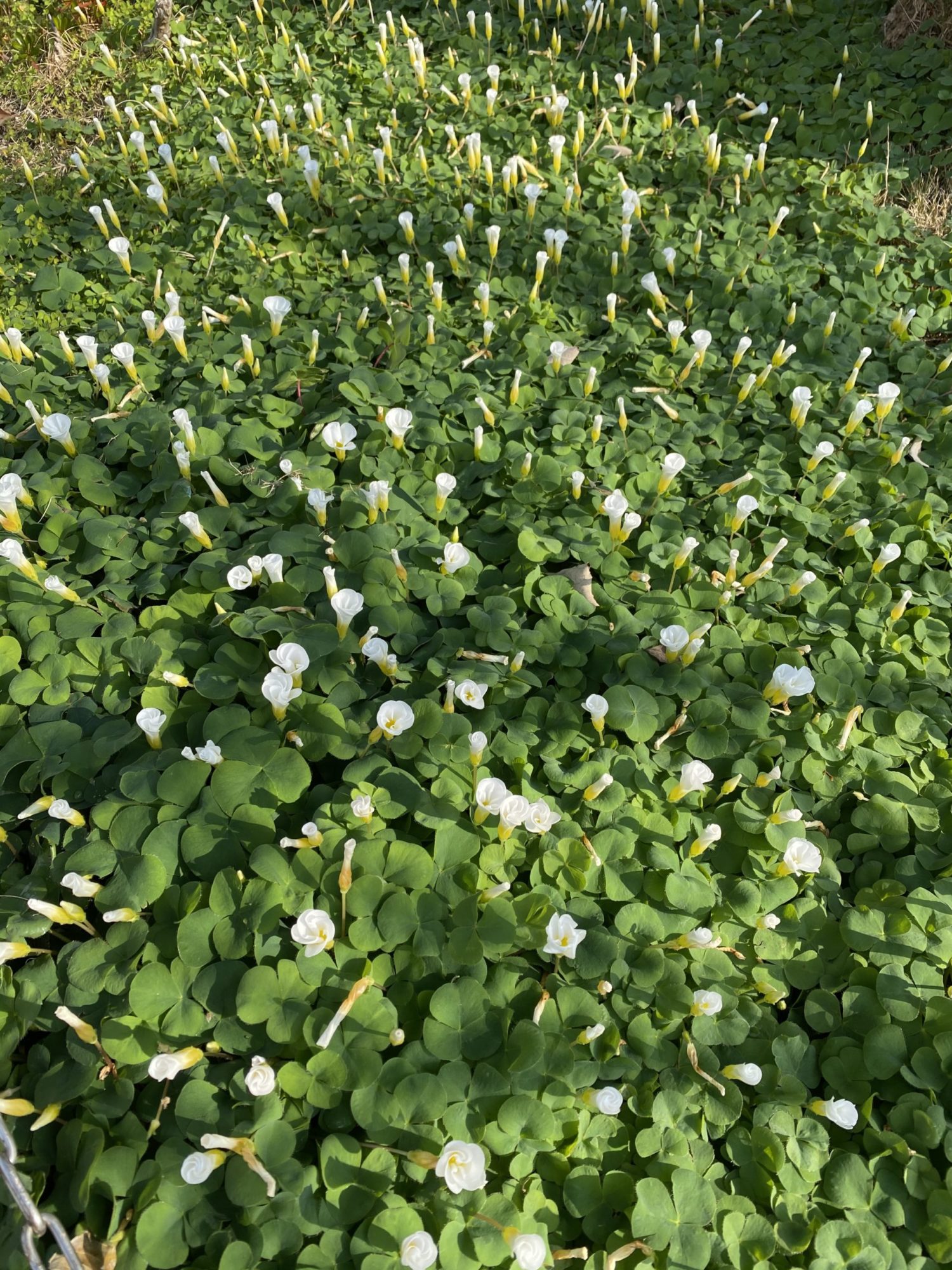 【ふくナビ短歌】みんなの短歌《オット(夫)…短歌集》冬の陽に