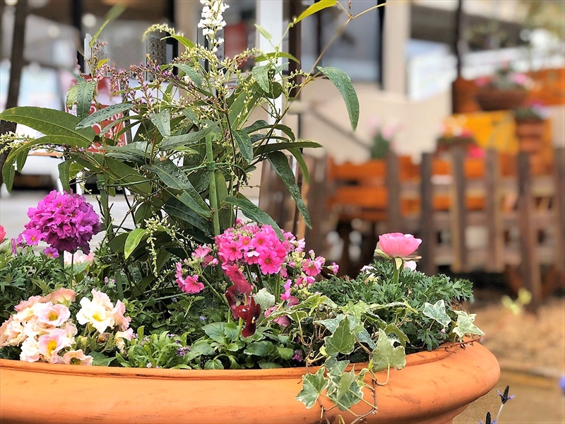 『花toYUKU』🌸真冬に春を添えました🌸ハウズ伊都店