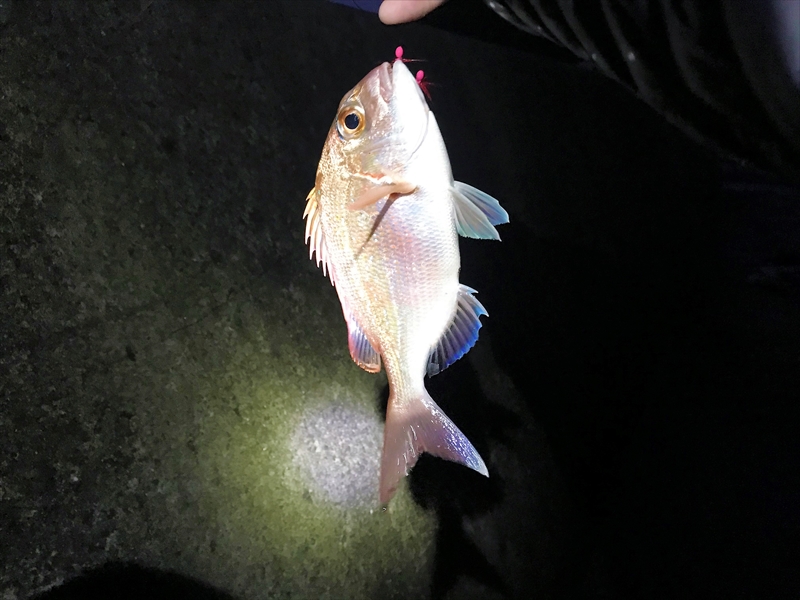 【連載コラム】テトラの果てまで、あけまFISH!!～佐世保市東浜編～#11