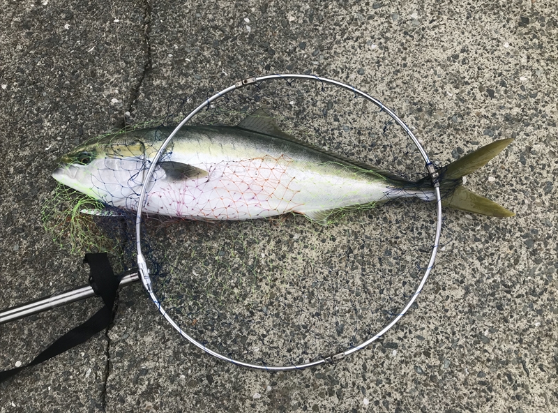 【連載コラム】テトラの果てまでいってFISH!!～志賀島弘港で、すんごいのに遭遇～#16