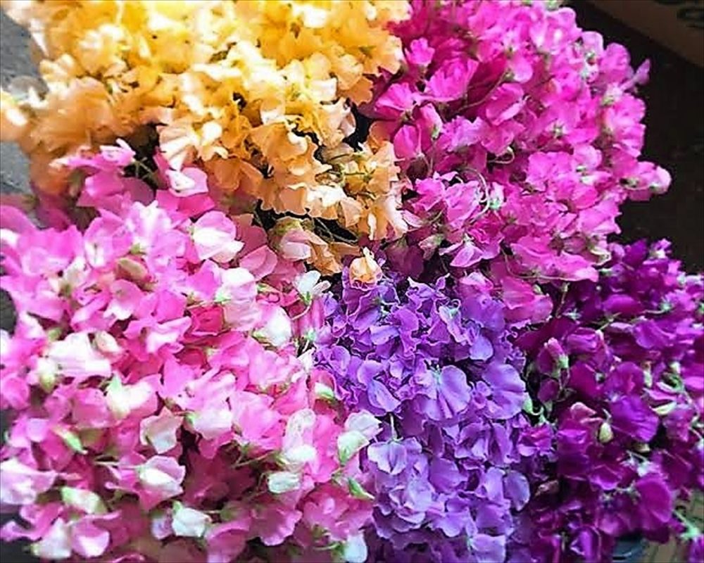『花toYUKU』🌸スイートピーの日🌸お手入れ方法もご紹介