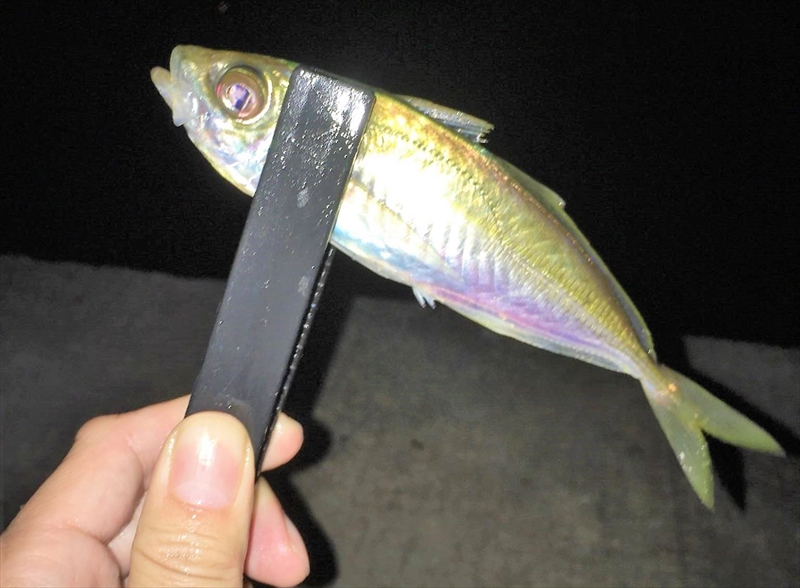 【連載コラム】ばってん釣りキチ！アツシとゆかいな仲間たち　