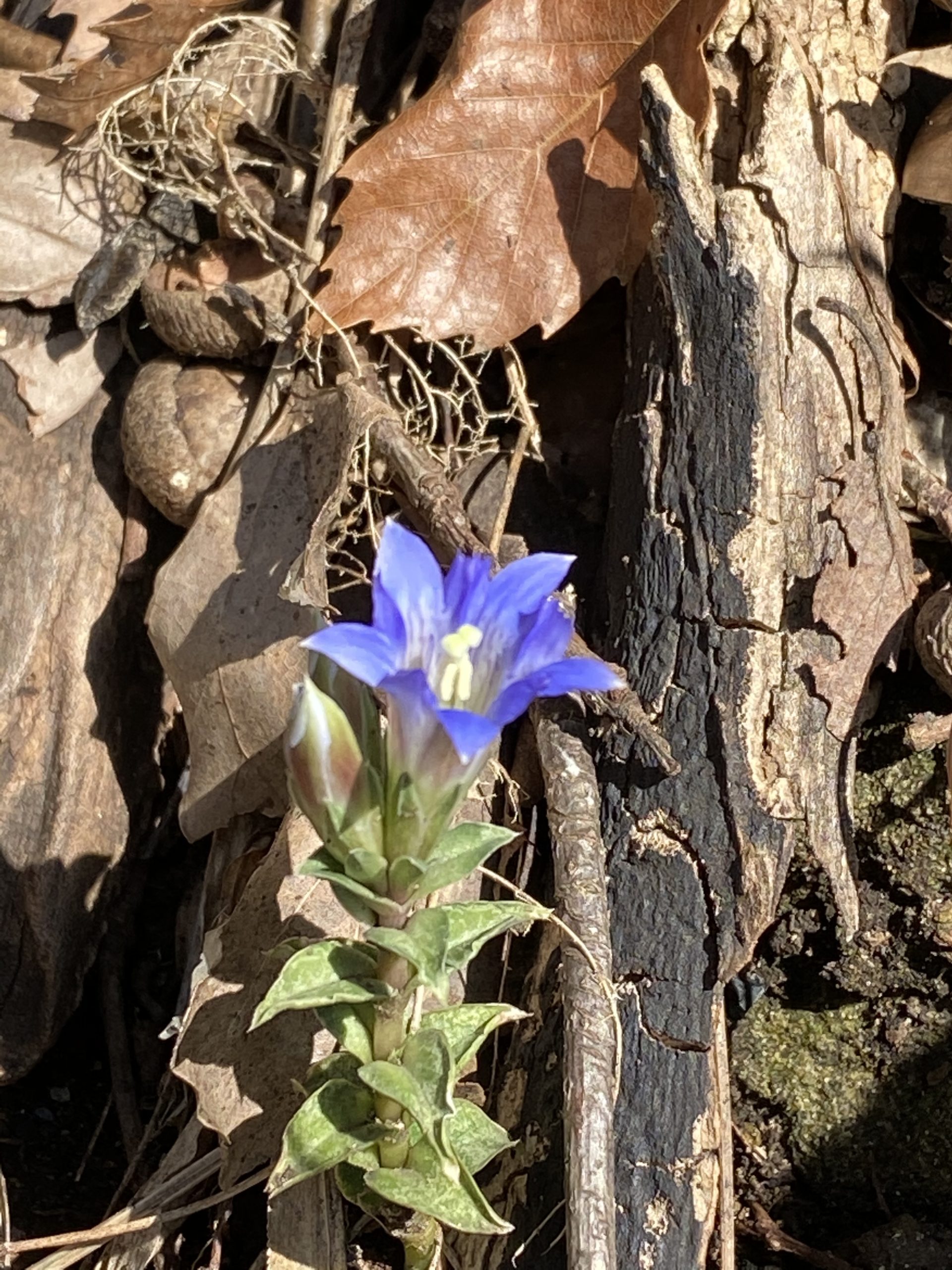 【連載コラム】―愛宕の森（愛宕山）・散歩道―＃7《続・春の息吹編》