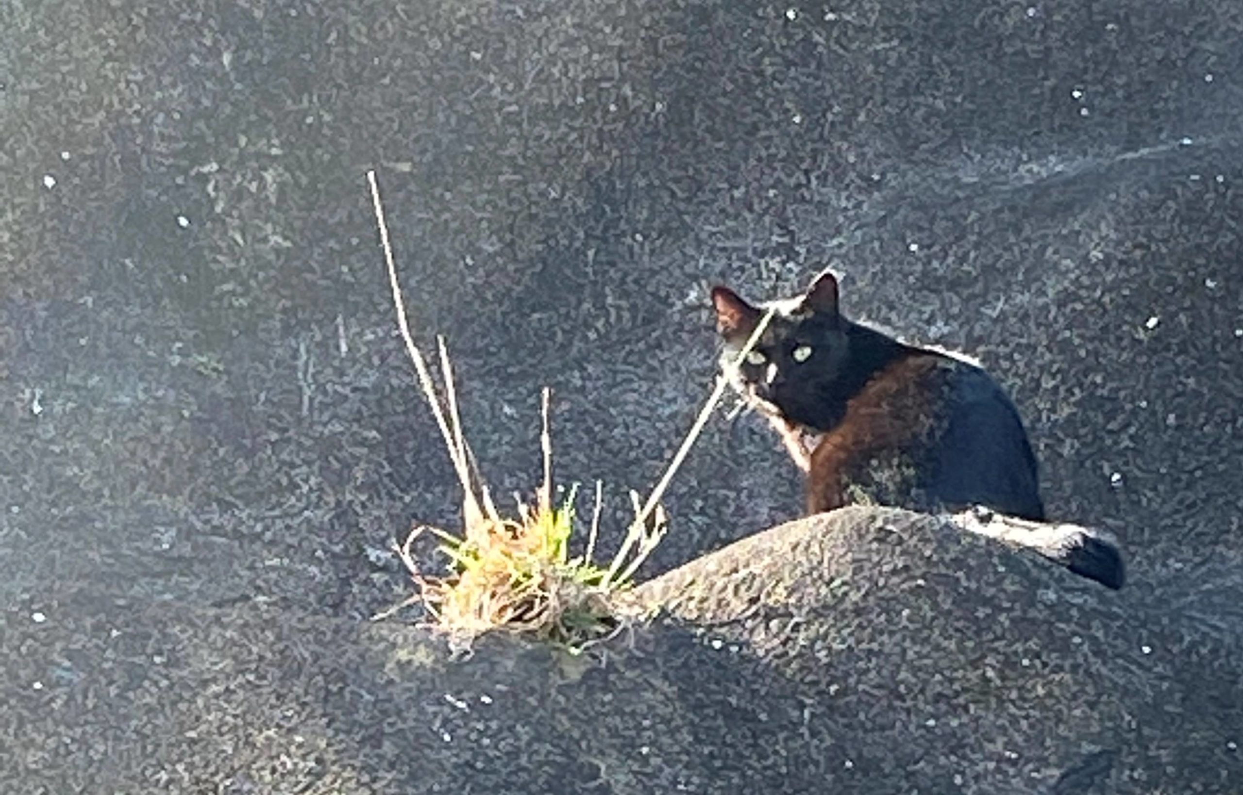 【連載コラム】―愛宕の森（愛宕山）・散歩道―#11《続・愛宕猫軍団編》