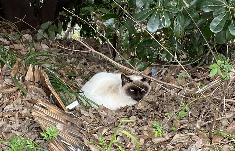 【連載コラム】―愛宕の森（愛宕山）・散歩道―＃8《愛宕🐈軍団》