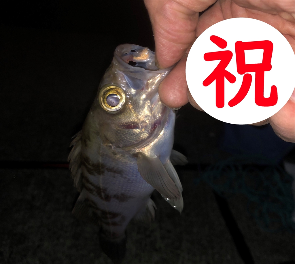 金曜日は夜ふかし　フレッシュアングラー44　♯4 ～ついに釣れた！伝説が始まる～