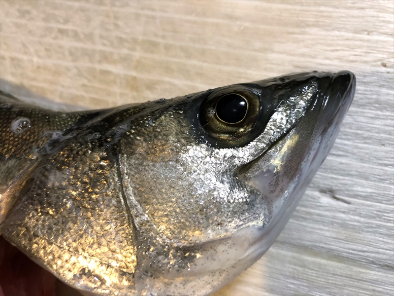 【連載コラム】テトラの果てまでいってFISH!!～短時間みなと公園編～#18