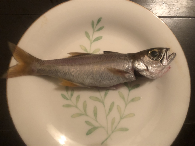 金曜日は夜ふかし　フレッシュアングラー44　♯６～初めての魚に初めての料理！～