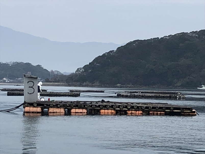 シンゴの知らない波止～糸島の筏にのってみた～#6