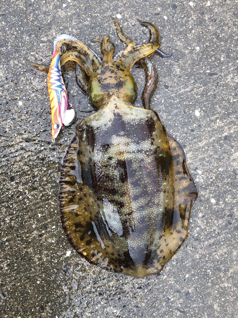 【連載コラム】テトラの果てまでいってFISH!!～春が来た🌸リベンジ・星賀漁港～#20