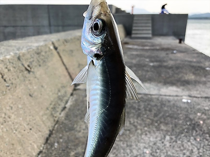 【連載コラム】テトラの果てまでいってFISH!!～暴風の神湊漁港編～＃23