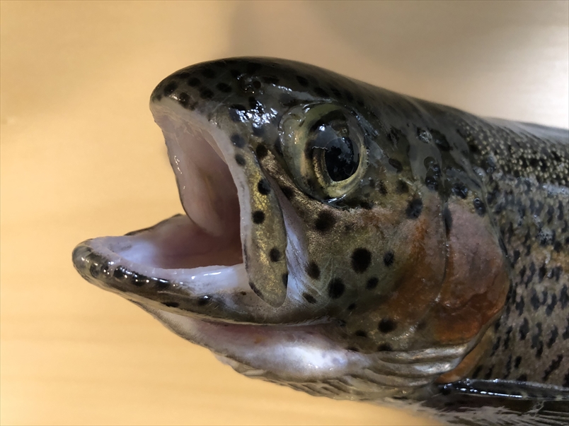 【連載コラム】テトラの果てまでいってFISH!!～森林でレインボートラウトに挑戦編～＃24