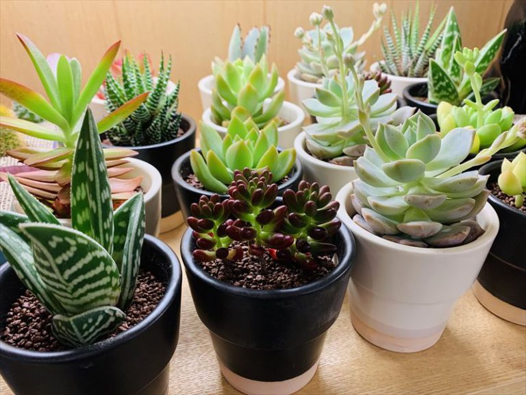 【雑貨店のスタッフが選ぶ一押しアイテム】小さくて可愛い観葉植物入荷です♪