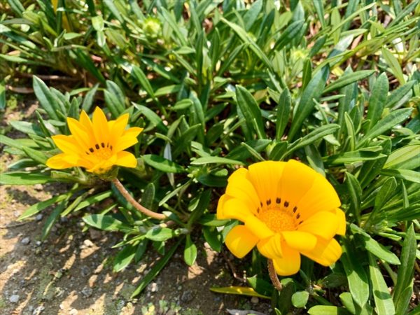 福岡ガーデニング情報 特派員の自宅のお庭を公開 春の花特集 おうち時間 ふくおかナビ