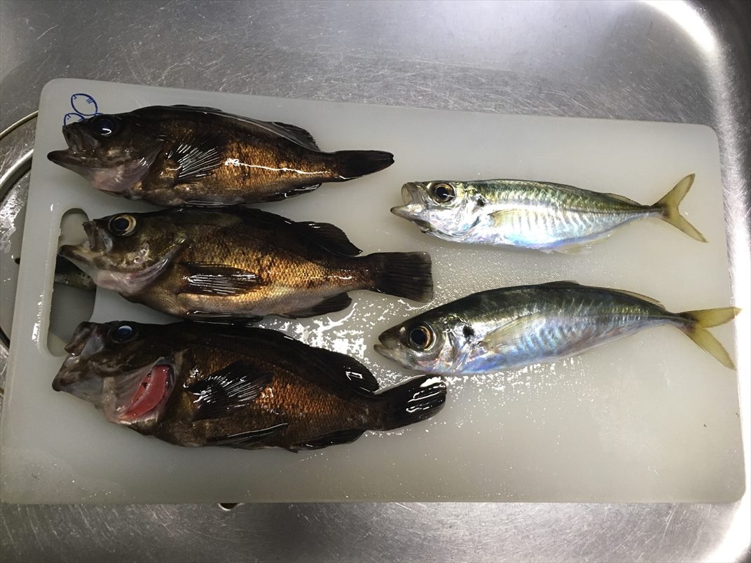 【ばってん釣りキチ!アツシとゆかいな仲間たち】　ホーム博多湾でメバリング＆西の浦漁港の朝まづめアジング編　#10