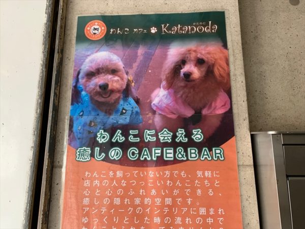 福岡いぬカフェ セラピー犬が多数在籍 癒しのいぬカフェ わんこカフェ かたのだkatanoda ふくおかナビ