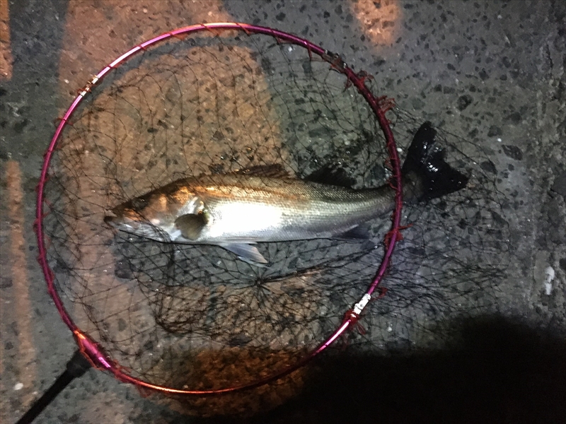 【ばってん釣りキチ!アツシとゆかいな仲間たち】　姪浜漁港でシーバス編　#13