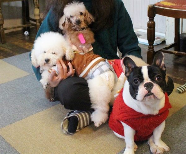 福岡いぬカフェ セラピー犬が多数在籍 癒しのいぬカフェ わんこカフェ かたのだkatanoda ふくおかナビ