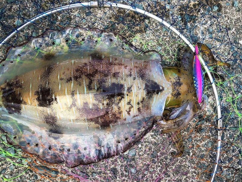 【連載コラム】テトラの果てまでいってFISH!!～春イカ🌸爛漫　芥屋漁港編～＃28