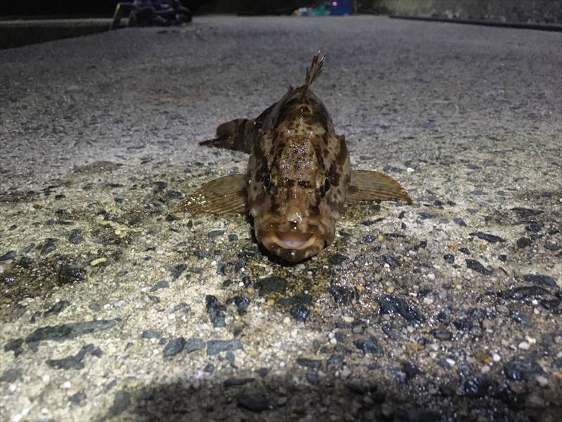 【ばってん釣りキチ!アツシとゆかいな仲間たち】　ロックフィッシュin糸島　編　#14