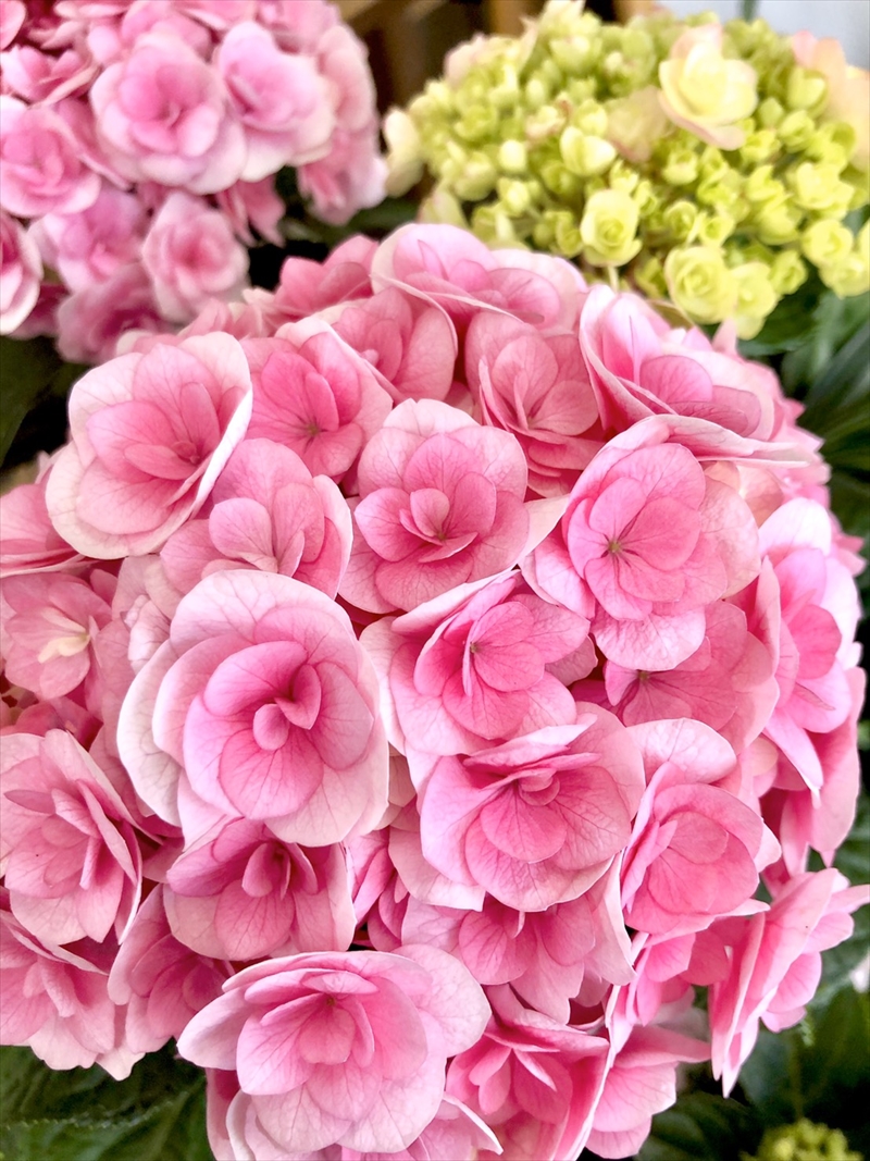 『花toYUKU』🌸母の日を終わりましたが「母の月」継続中です！