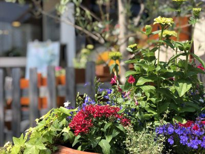 【雑貨店のスタッフが選ぶ一押しアイテム】ハウズのお庭も衣替え？！綺麗なお花が皆様をおもてなし♪