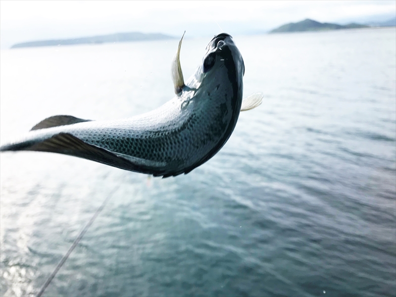 ～アジ狙いじゃないけど、お猫様に献上～テトラの果てまでいってFISH!!＃31