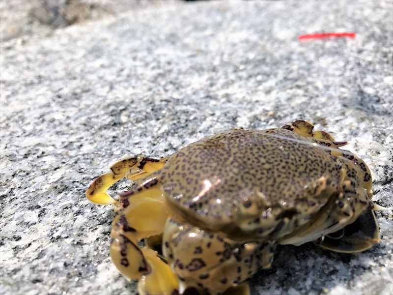 ～キス釣りに来たら🌟🦀🌟～テトラの果てまでいってFISH!!＃32