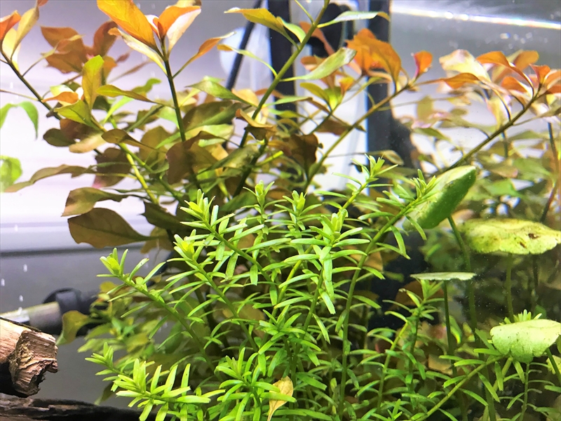 🐠 ～水槽を冷やせ！～ #おうちじかん🐟 #おうちでFISH
