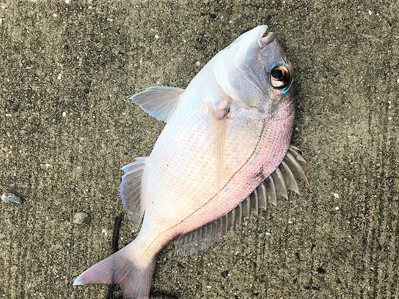 <゜)))彡めで鯛！やっぱり星賀漁港！<゜)))彡テトラの果てまでいってFISH!!＃33