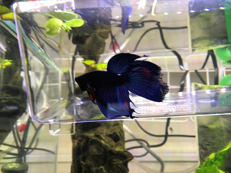 🐠 ～我が家にベタがやってきた。～ #おうちじかん🐟 #おうちでFISH