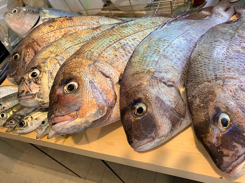 梅雨の合間に～うみんぐ大島体験記～テトラの果てまでいってFISH!!＃34
