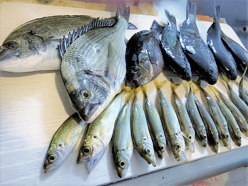 FUKAE漁港でFUKASE～テトラの果てまでいってFISH!!＃36