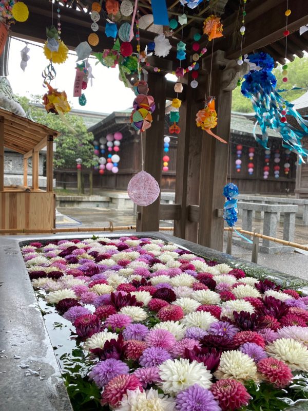 福岡プチトリップ 心癒される花手水がお目見えしました 福津市 宮地嶽神社 ふくおかナビ