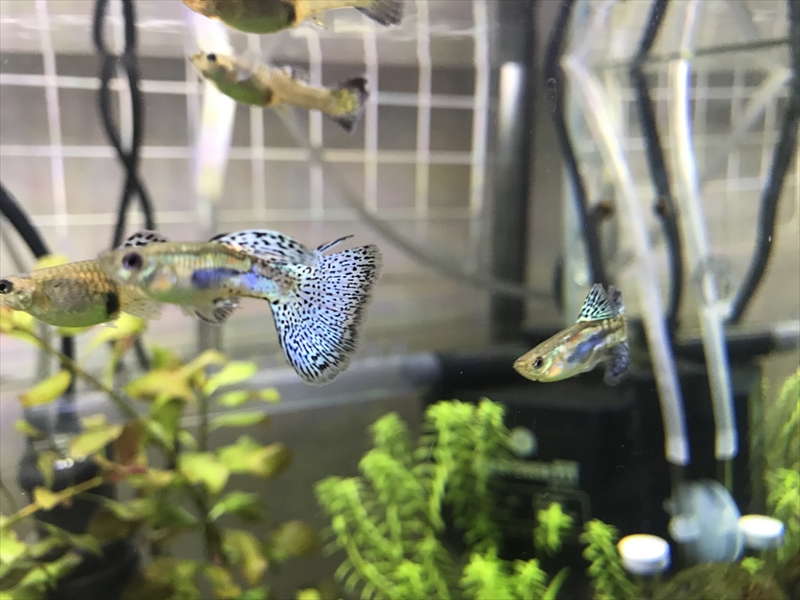🐠 ～ミスト式水槽　立ち上げ完了と思ったらグピ子！～ #おうちじかん🐟 #おうちでFISH