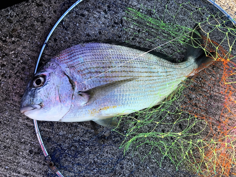 福間の『主』級頂きました‼～テトラの果てまでいってFISH!!＃39