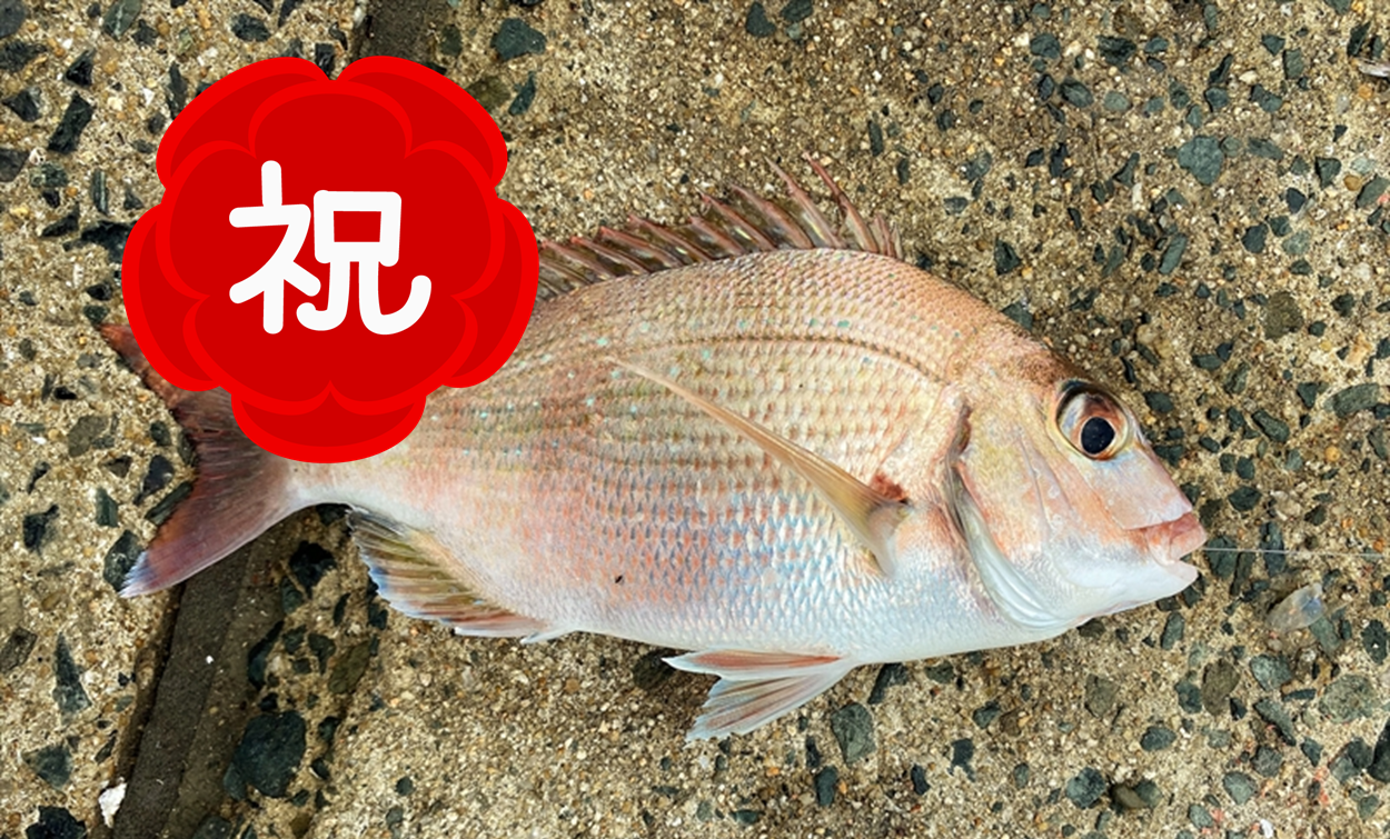 🌸祝1周年 テトラの果てまで行ってフィッシュ！総集編🐟＃47