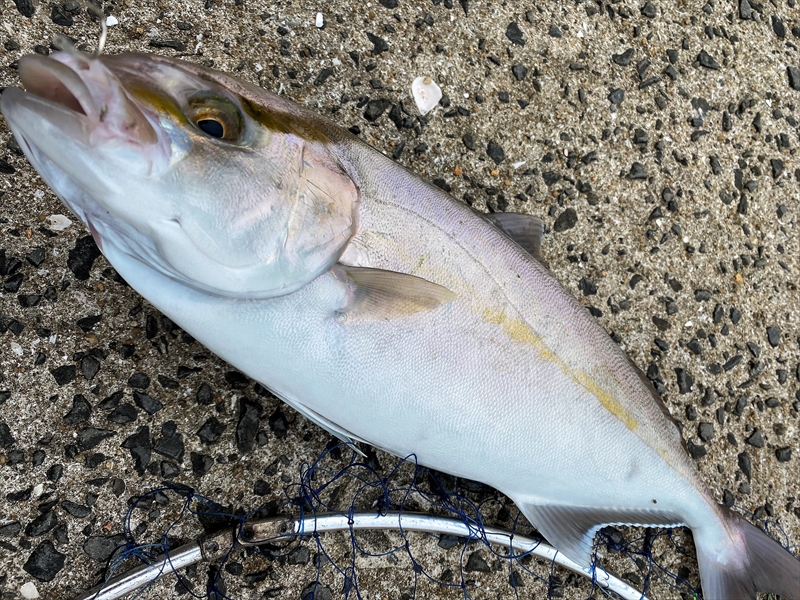 佐賀の海は我が家の保冷庫～テトラの果てまでいってFISH!!＃45