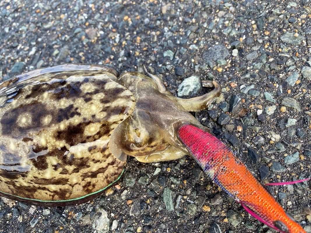 秋イカ最前線🎣舩越漁港～テトラの果てまでいってFISH!!＃46