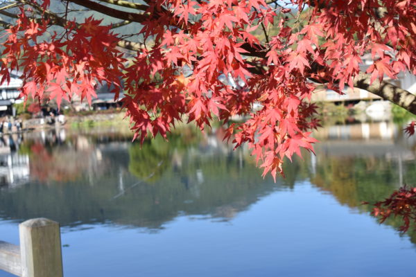金鱗湖と赤モミジのコントラストが美しい