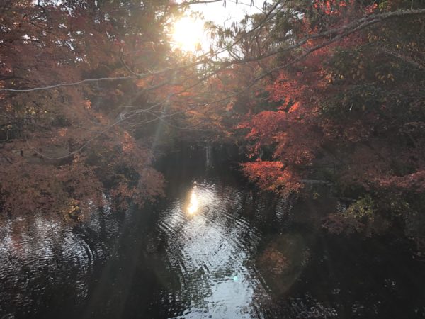 夕日と紅葉 金鱗湖に注ぐ川のせせらぎ