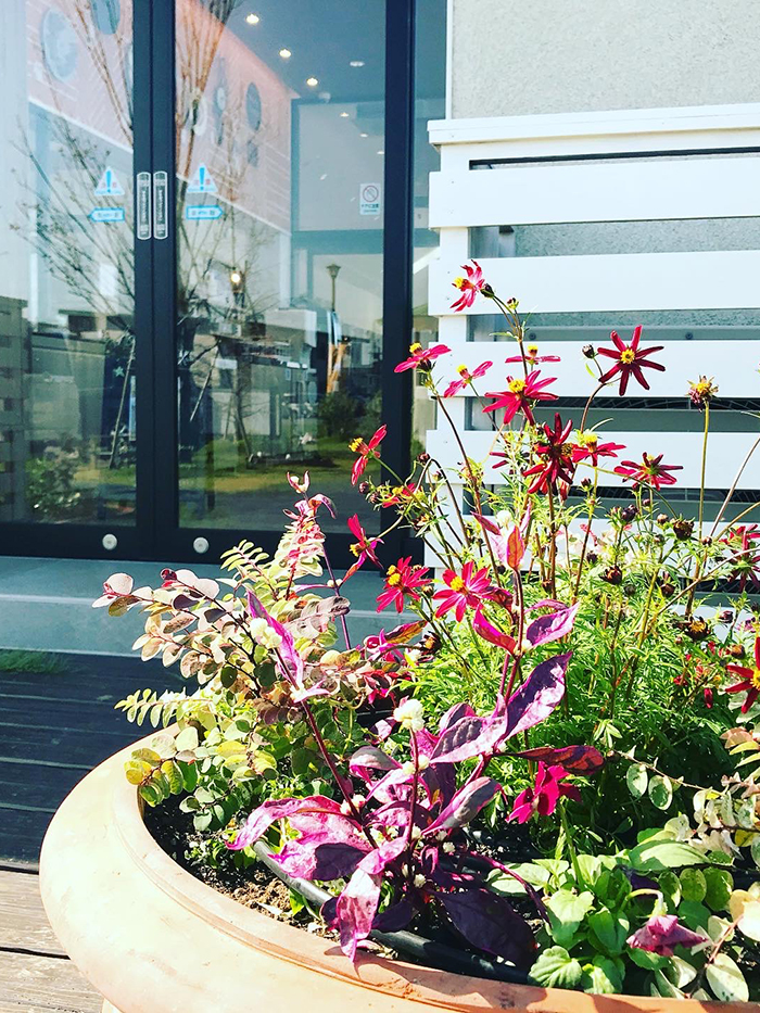 🌹『花toYUKU』🌹秋の鉢植えシーズン到来！