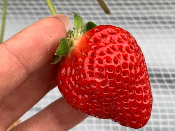 【いちご狩り】今期もいちご狩りのシーズン到来🍓あまおうを含む８種食べ比べ『いちごきらり』