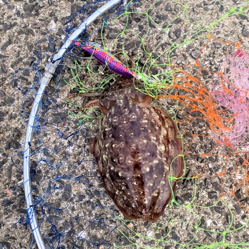 やっぱりまだイカ🦑！湊漁港でお魚三昧～テトラの果てまで行ってフィッシュ！<゜)))彡＃51